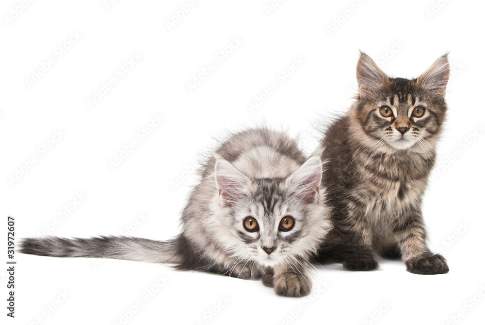 Obraz premium Two fluffy kittens