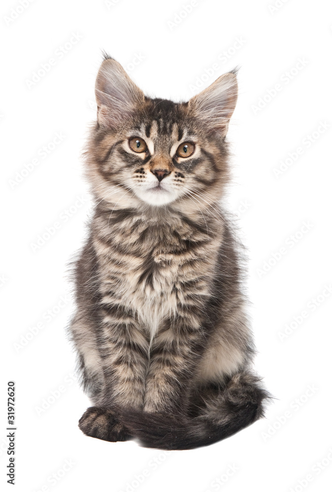 Small fluffy kitten Small fluffy kitten