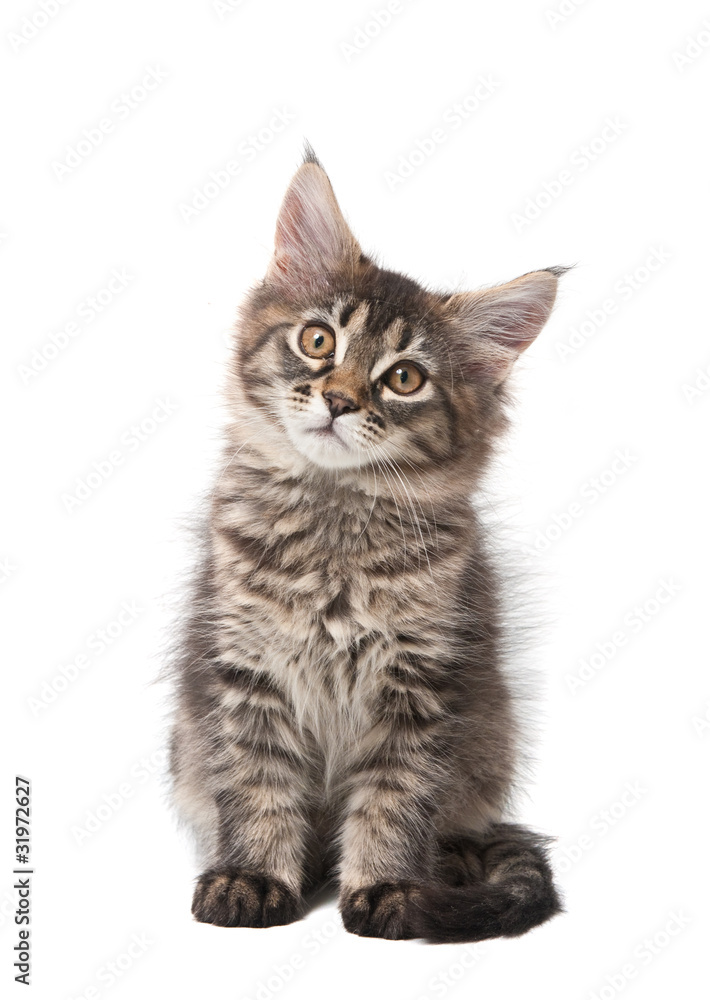 Fototapeta premium Small fluffy kitten