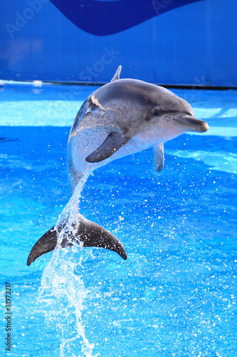 dolphin leap