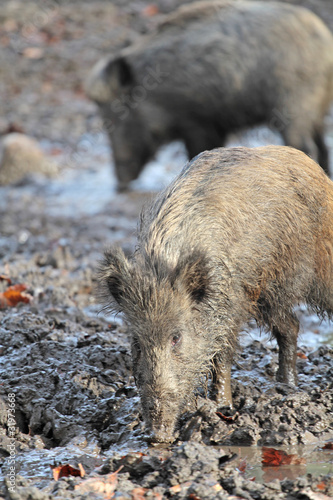 Wildschwein