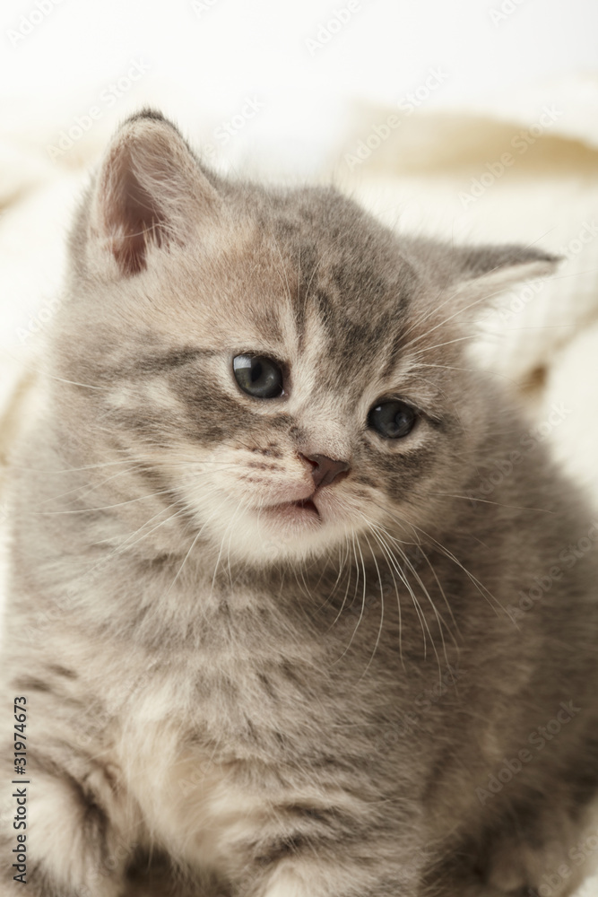 funny kitten funny kitten