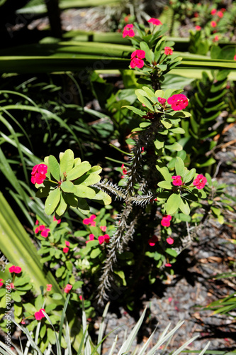 Fototapeta Naklejka Na Ścianę i Meble -  cactus de Guadeloupe