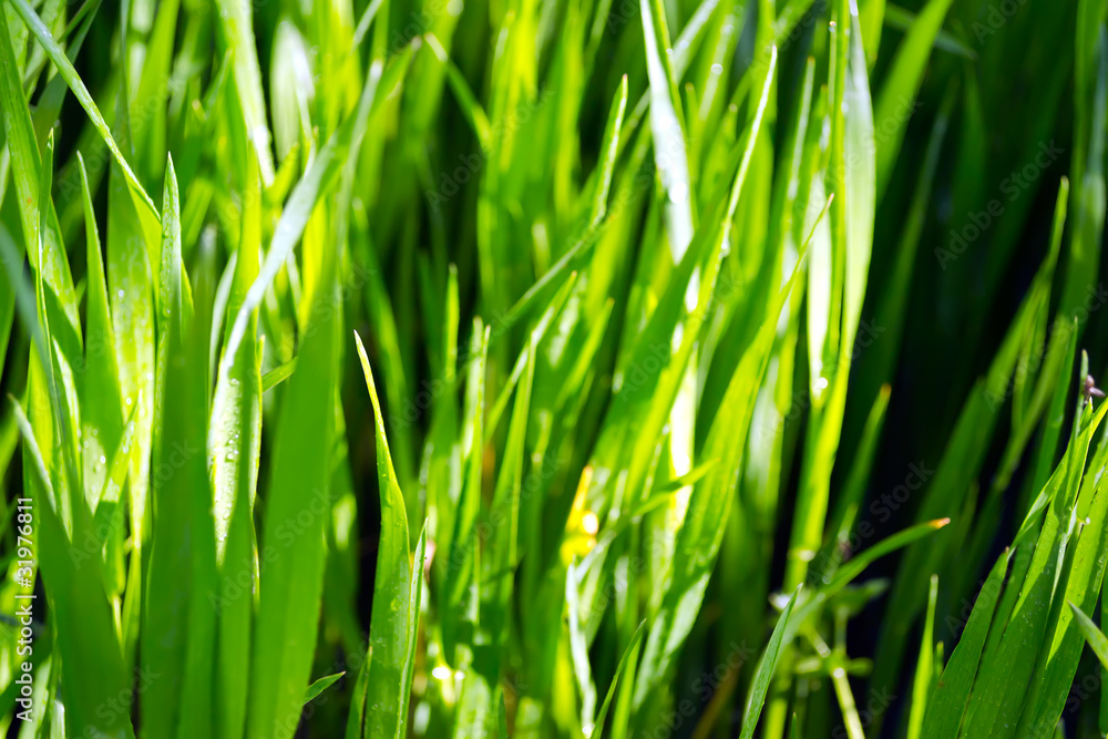 Green grass Green grass