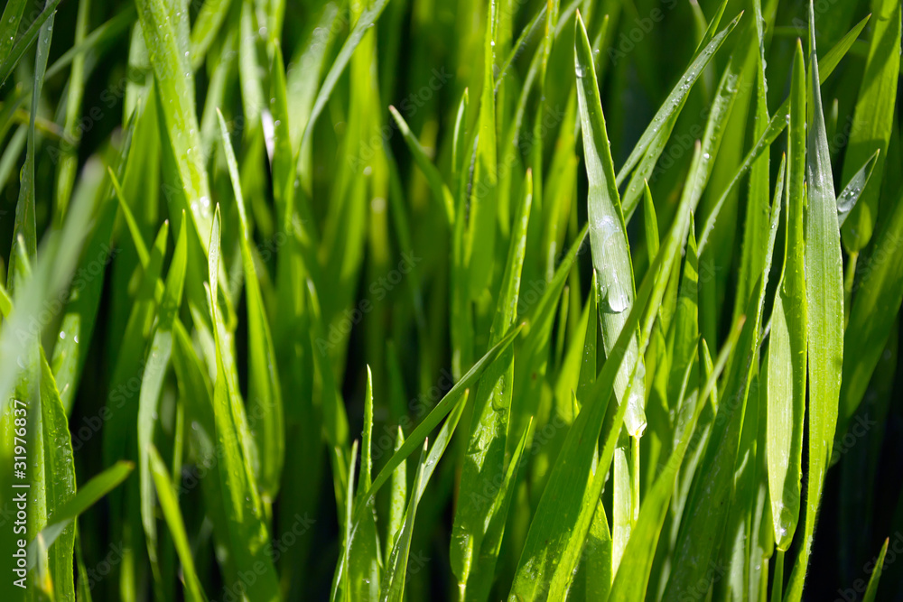 Green grass Green grass