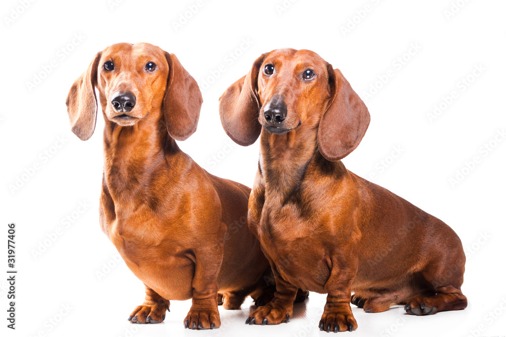 Two Dachshund Dogs isolated over white background