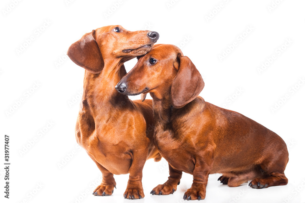 Two Dachshund Dogs isolated over white background