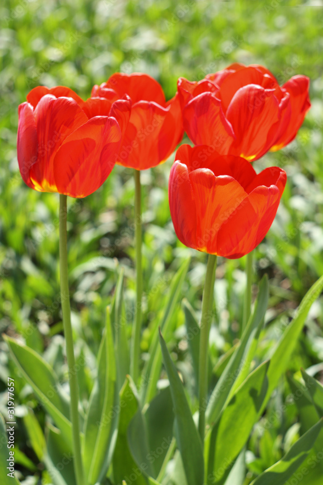 Obraz premium Red tulips
