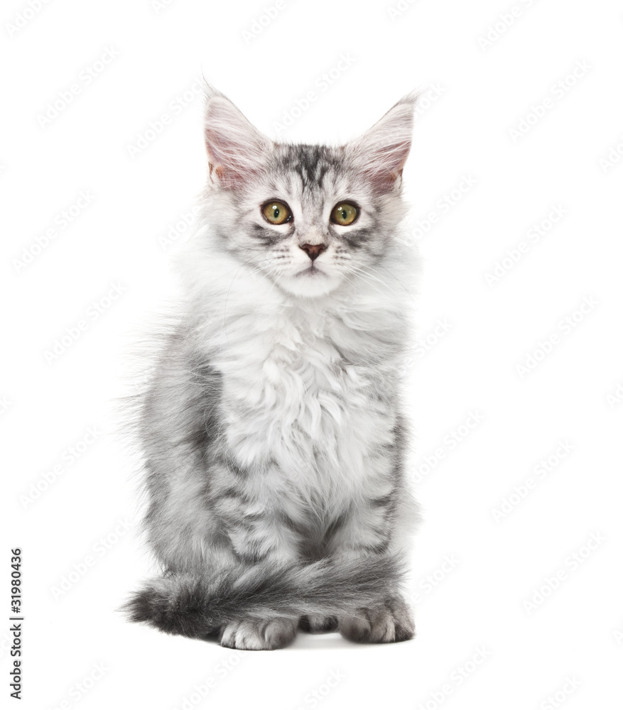 Fluffy grey kitten Fluffy grey kitten