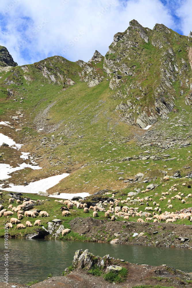 Naklejka premium mountain sheep to pasture