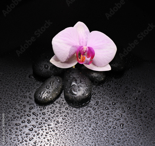 black stones and orchid with water drops