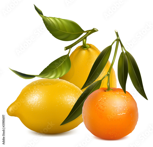 Vector mandarin  and lemons with leaves.