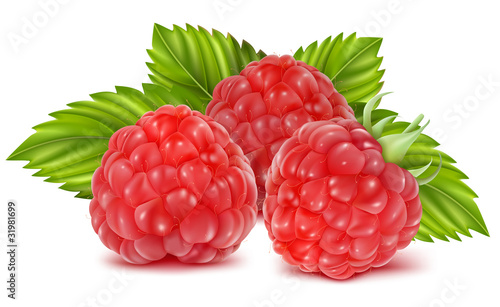 Vector illustration of ripe raspberries.