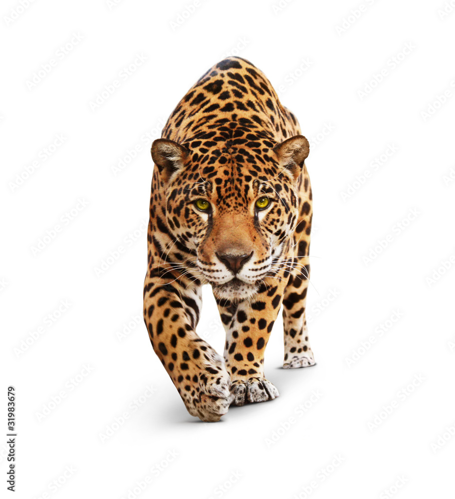 Naklejka Jaguar - animal front view, isolated on white, shadow - Grafinia.pl