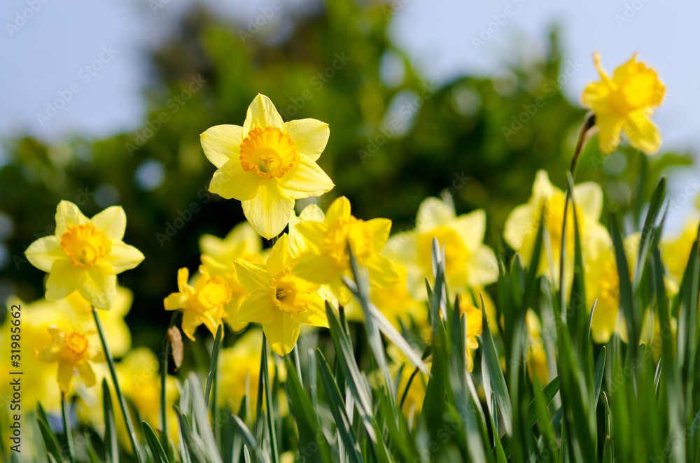 Naklejka premium yellow Daffodils in the garden
