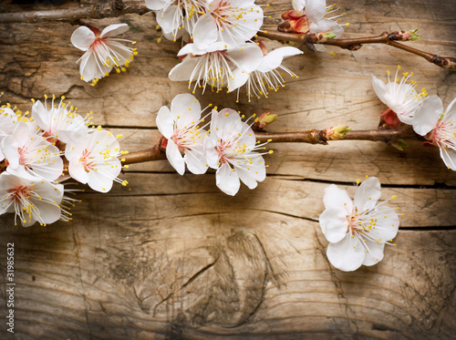 Wood background with spring blossom