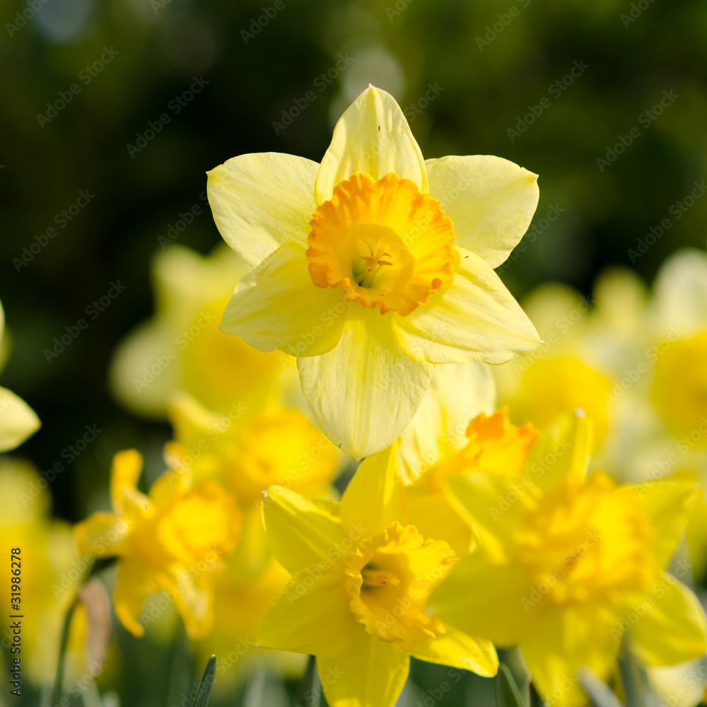 Fototapeta premium yellow Daffodils in the garden