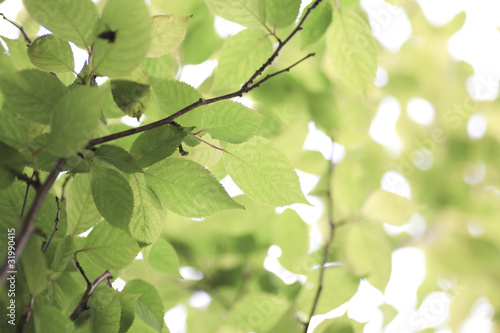 Fresh green in JAPAN