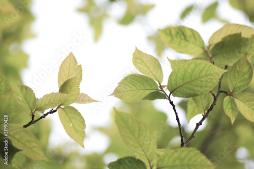 Fresh green in JAPAN