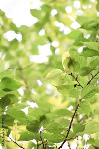 Wallpaper Mural Fresh green in JAPAN Torontodigital.ca