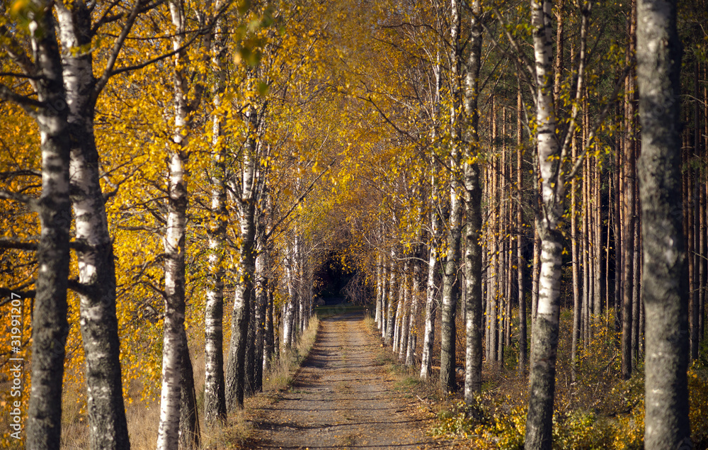 Avenue in autumn