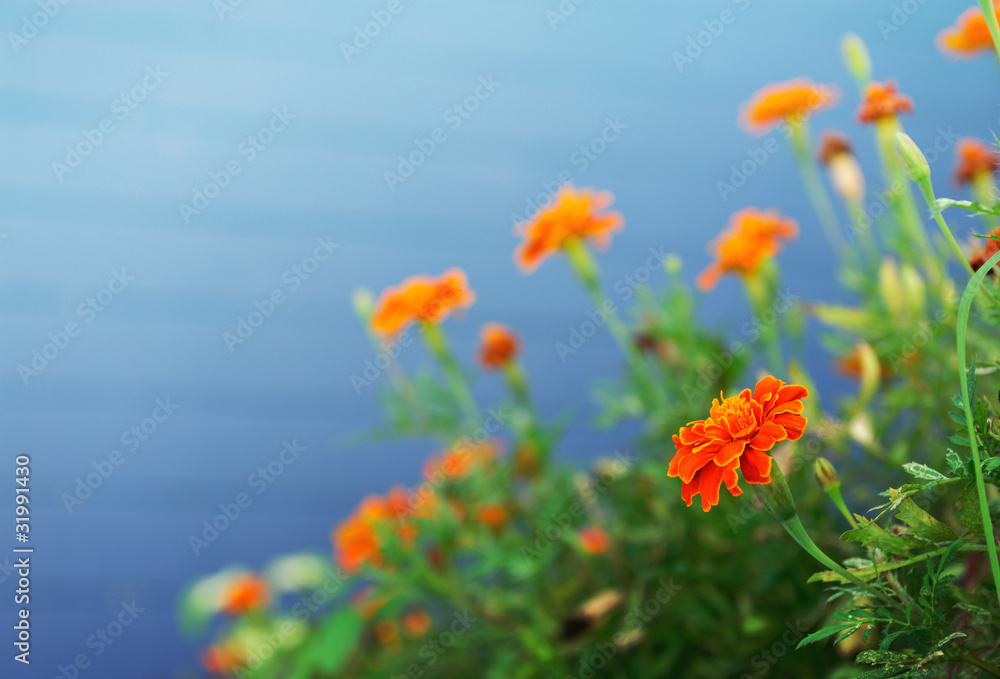 Orange flower on blue color background