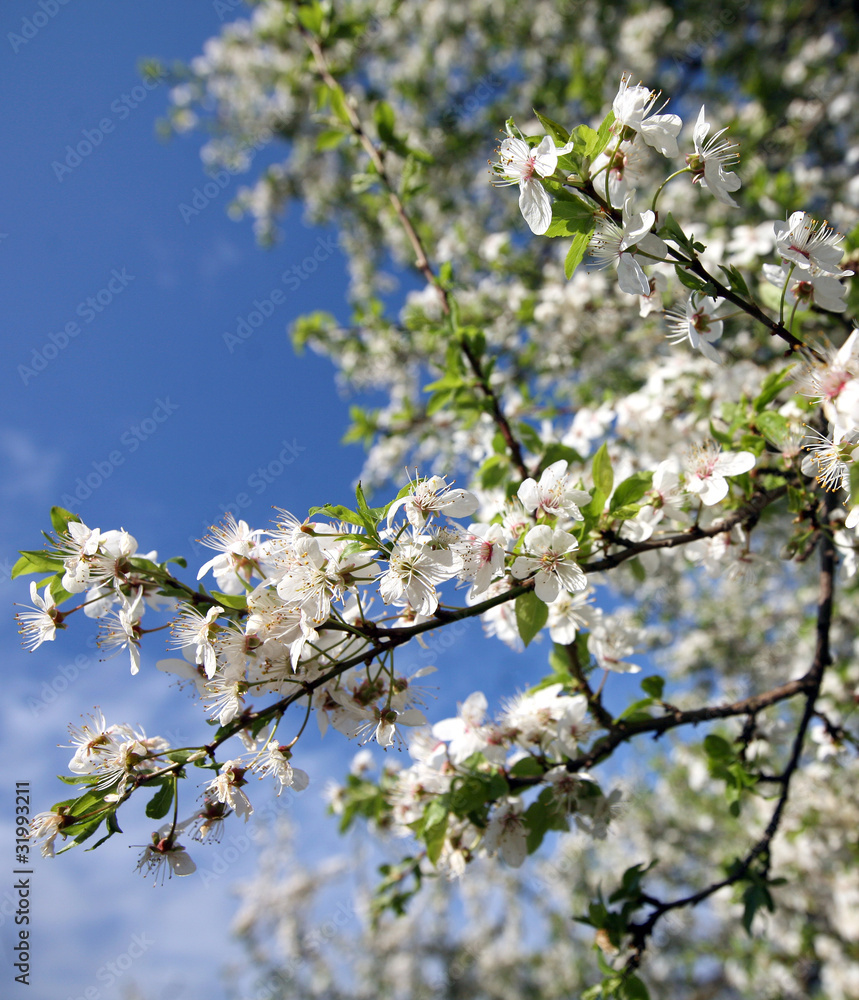 Blossom of cherry tree flowers in spring background Blossom of cherry tree flowers in spring background