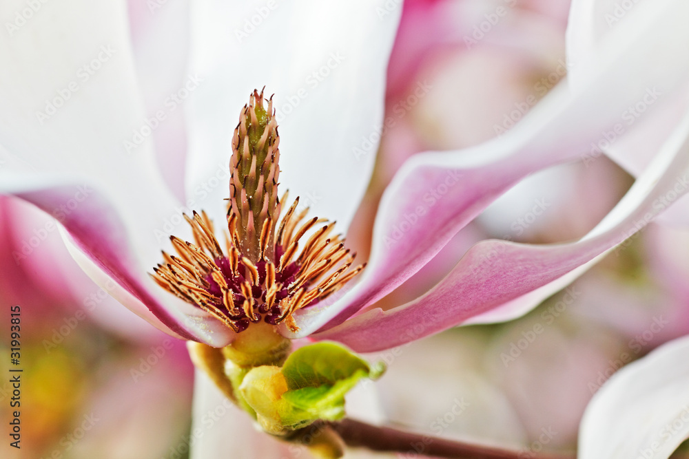 blooming magnolia blooming magnolia