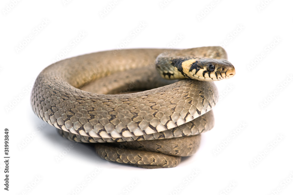 Naklejka premium snake