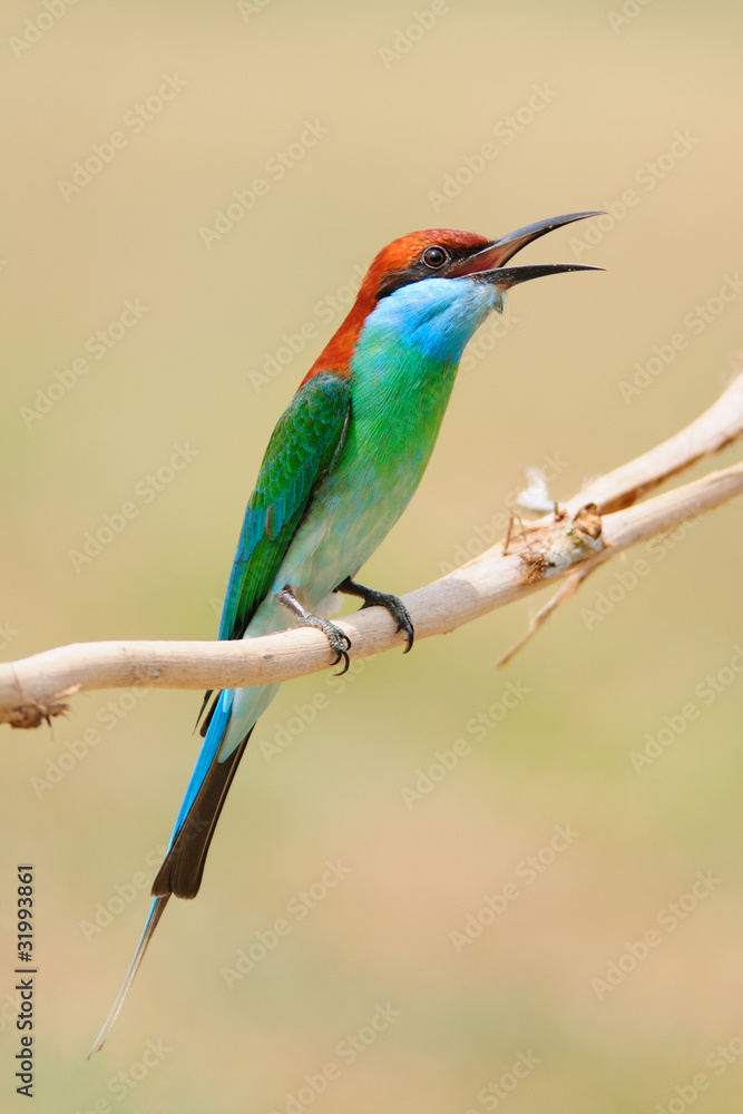 Obraz premium Blue Throated Bee Eater