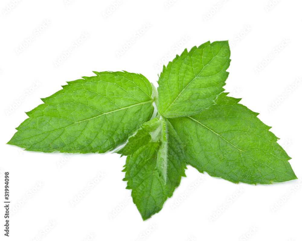 fresh mint leaf isolated fresh mint leaf isolated