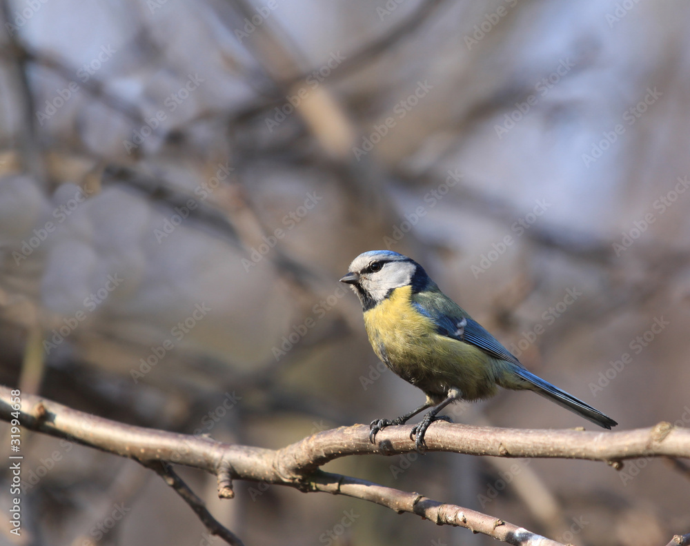 Blue tit in Poland Blue tit in Poland