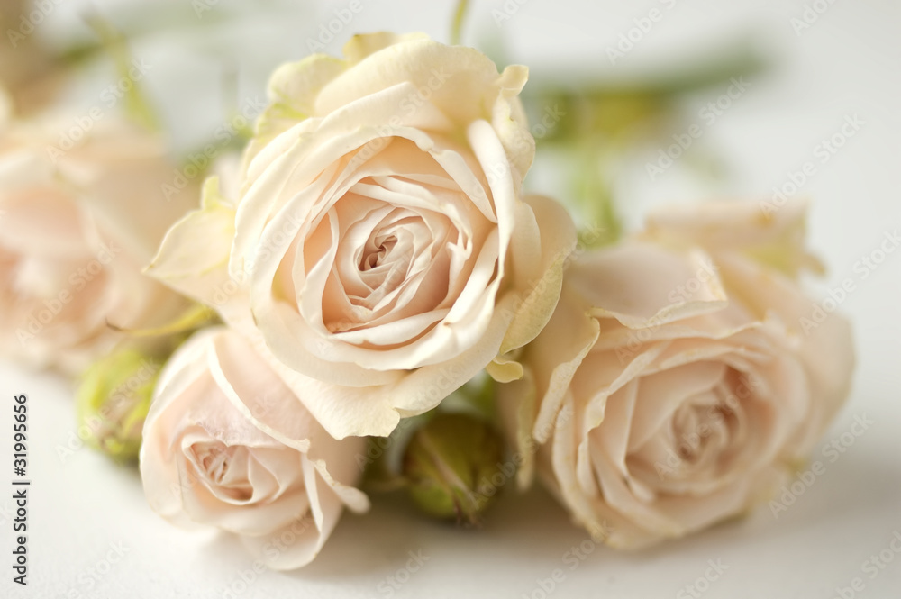 pink roses pink roses