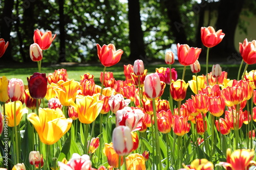 Tulpen
