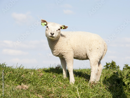 Cute lamb