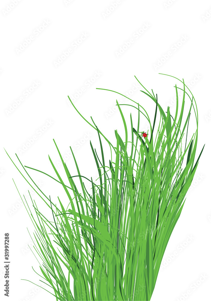 green grass green grass