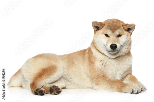 Shiba inu dog lying