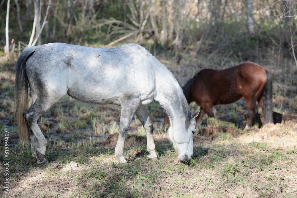 Wild horse in spring