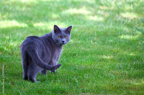 Bild auf Leinwand chat chartreux