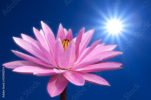 Lotus on spring background