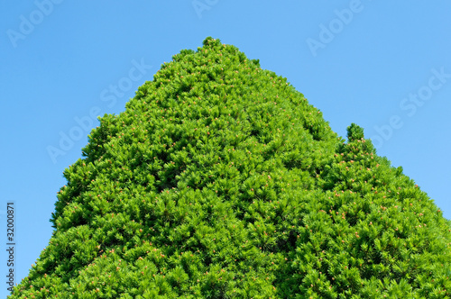 Zuckerhutfichte - Picea glauca Conica