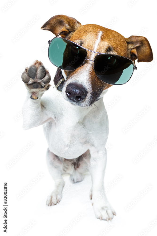 Dog with Shades Dog with Shades