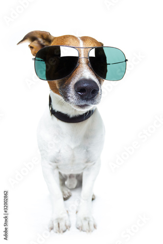 DOG with SHADES