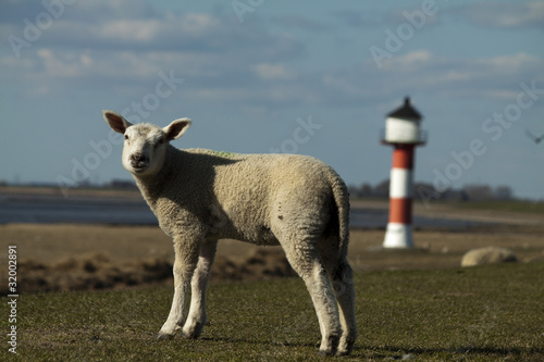 Schaf Leuchtturm