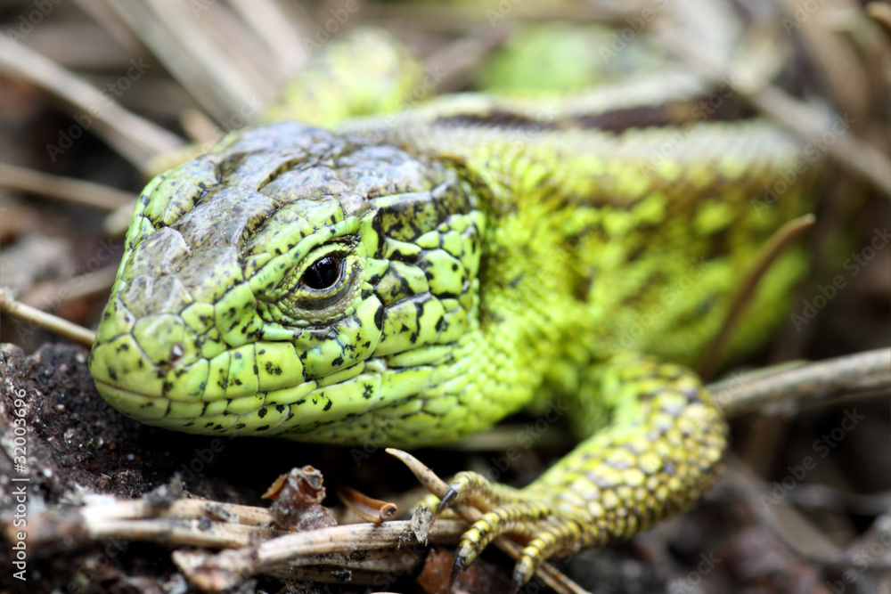 Fototapeta premium Green lizard