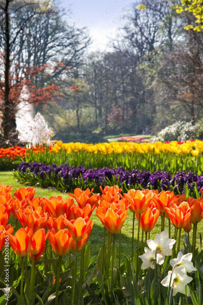 Flamy orange tulips in spring park