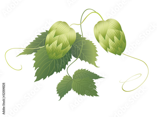 hops herb
