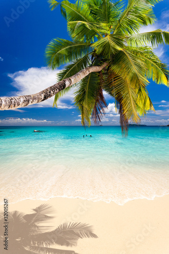 Fototapeta Naklejka Na Ścianę i Meble -  seychelles plage cocotier