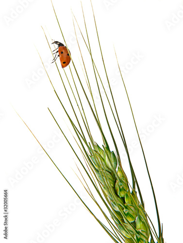 Ladybug on wheat photo