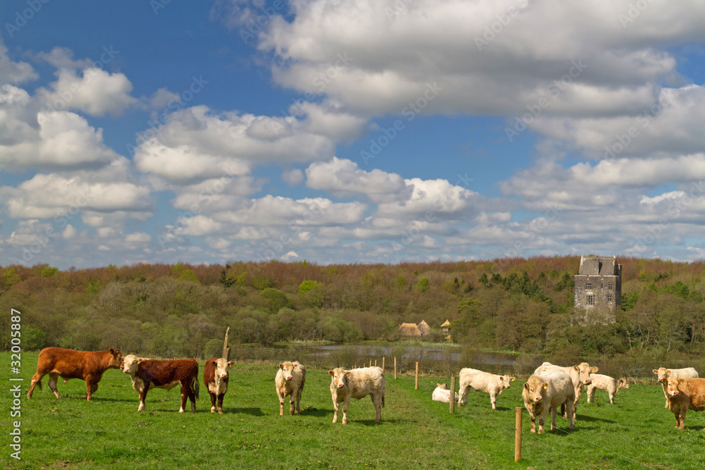 Idyllic meadow with irish cows near the castle Idyllic meadow with irish cows near the castle